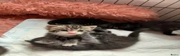 Russian Blue cats for sale: Beautiful black silver grey tabby kittens  - Advert 8