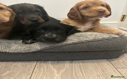 Cocker Spaniel dogs for sale: Chunky playful full Pedigree show type kc parents - Image 6