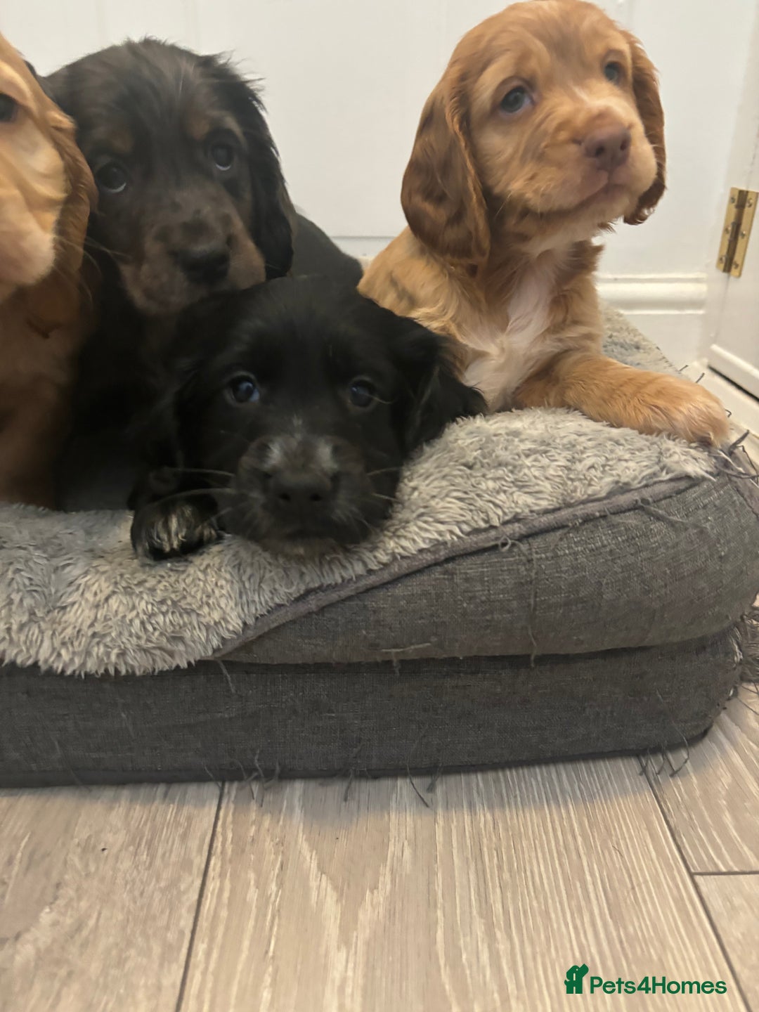 Cocker Spaniel dogs for sale: Chunky playful full Pedigree show type kc parents - Image 6