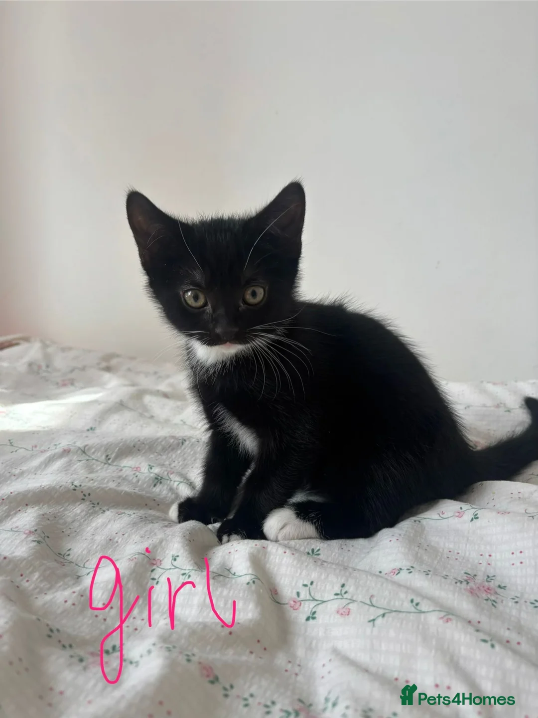 Mixed Breed cats for sale: 🐾 Beautiful Kittens Looking for Forever Homes 🐾 - Advert 12