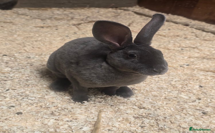 Rex rabbits - Advert 13