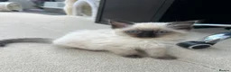 Ragdoll cats for sale: Two Pure Ragdolls  - Advert 6