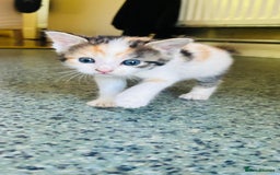 British Shorthair cats for sale: 📢 Kittens & Mum Looking for Loving Homes! - Image 5