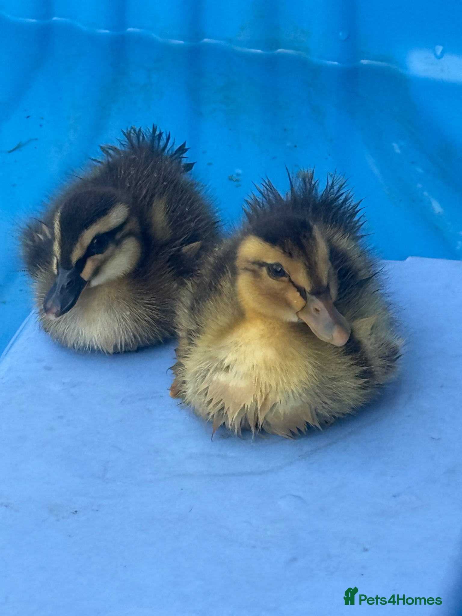 Ducks poultry 2 x ducklings  - Advert 3