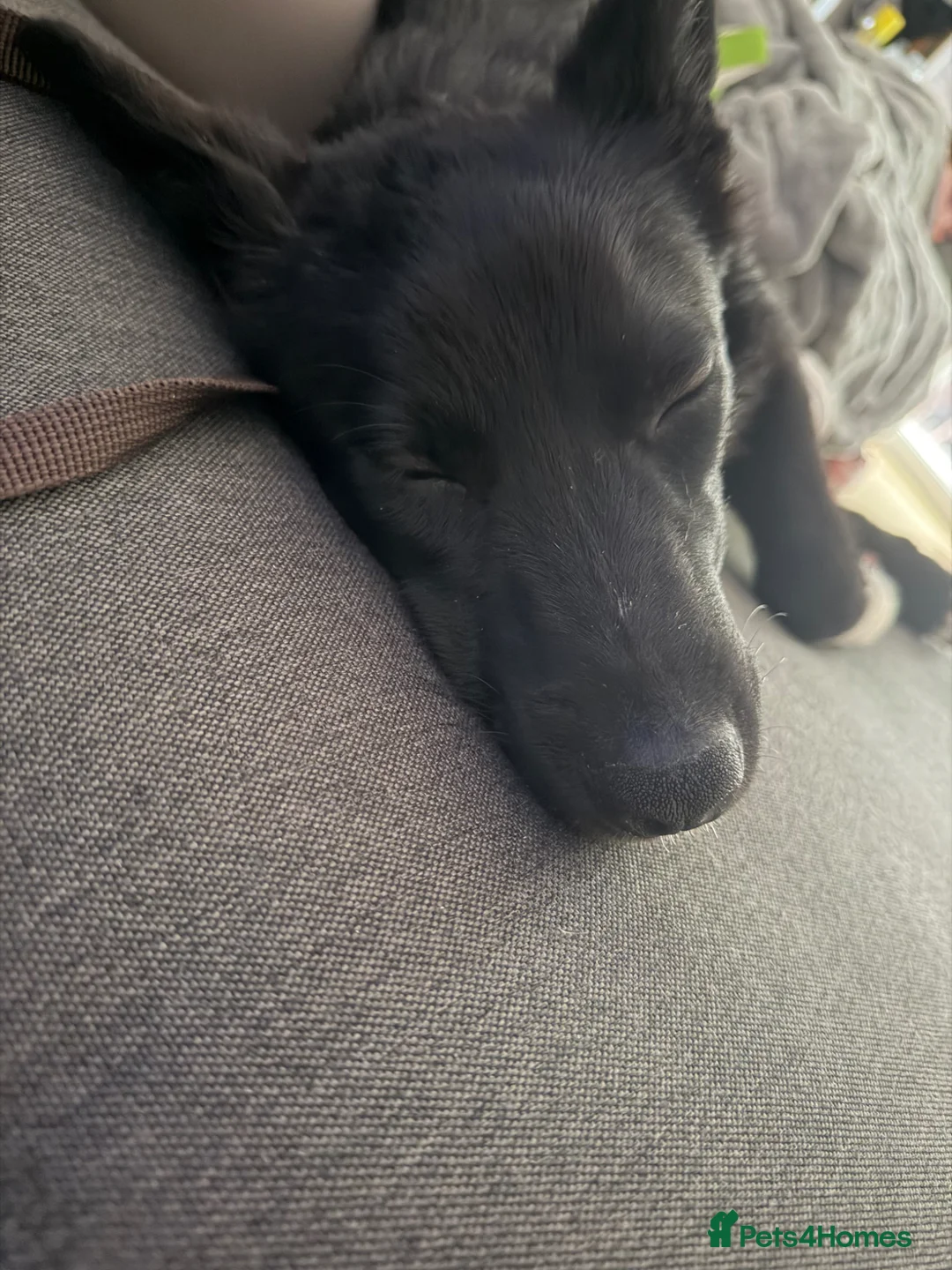 Border Collie dogs for sale: Border Collie Male in Liverpool - Advert 5