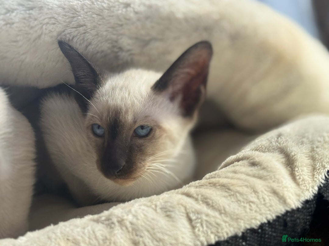 Siamese cats for sale: Siamese kittens - girls  - Image 9