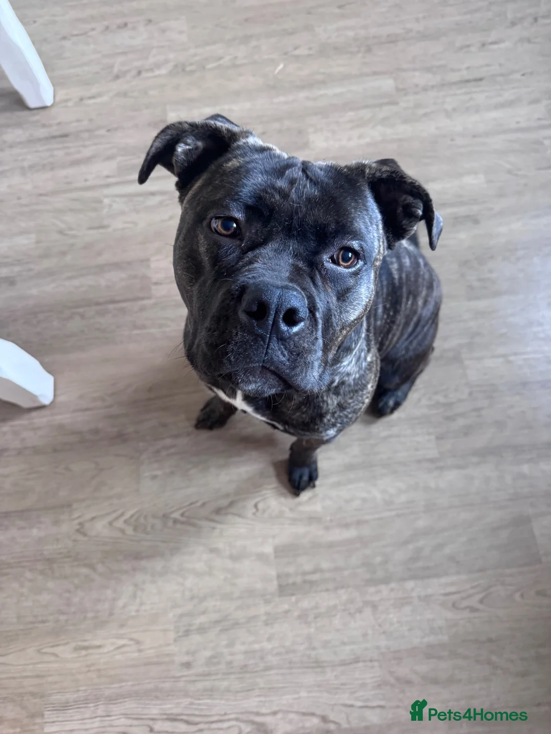 Mixed Breed dogs for sale: American bully/cane corso in Caernarfon - Advert 2