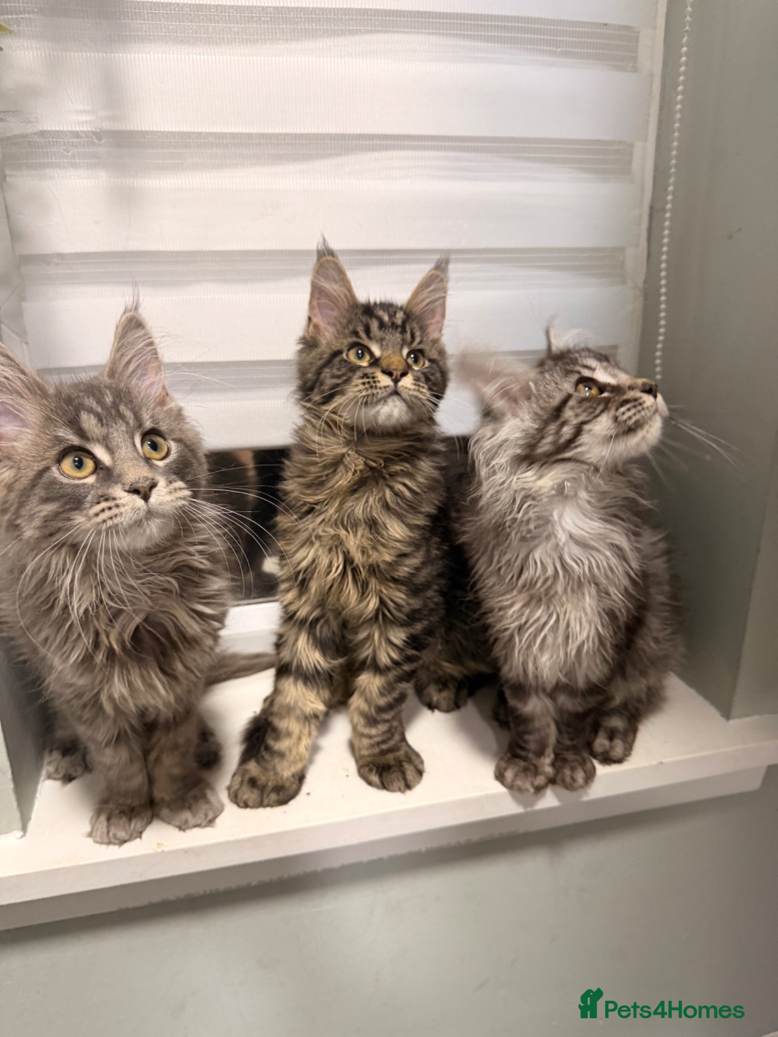 Maine Coon cats for sale: Beautiful kittens pure Maincoon  - Advert 1
