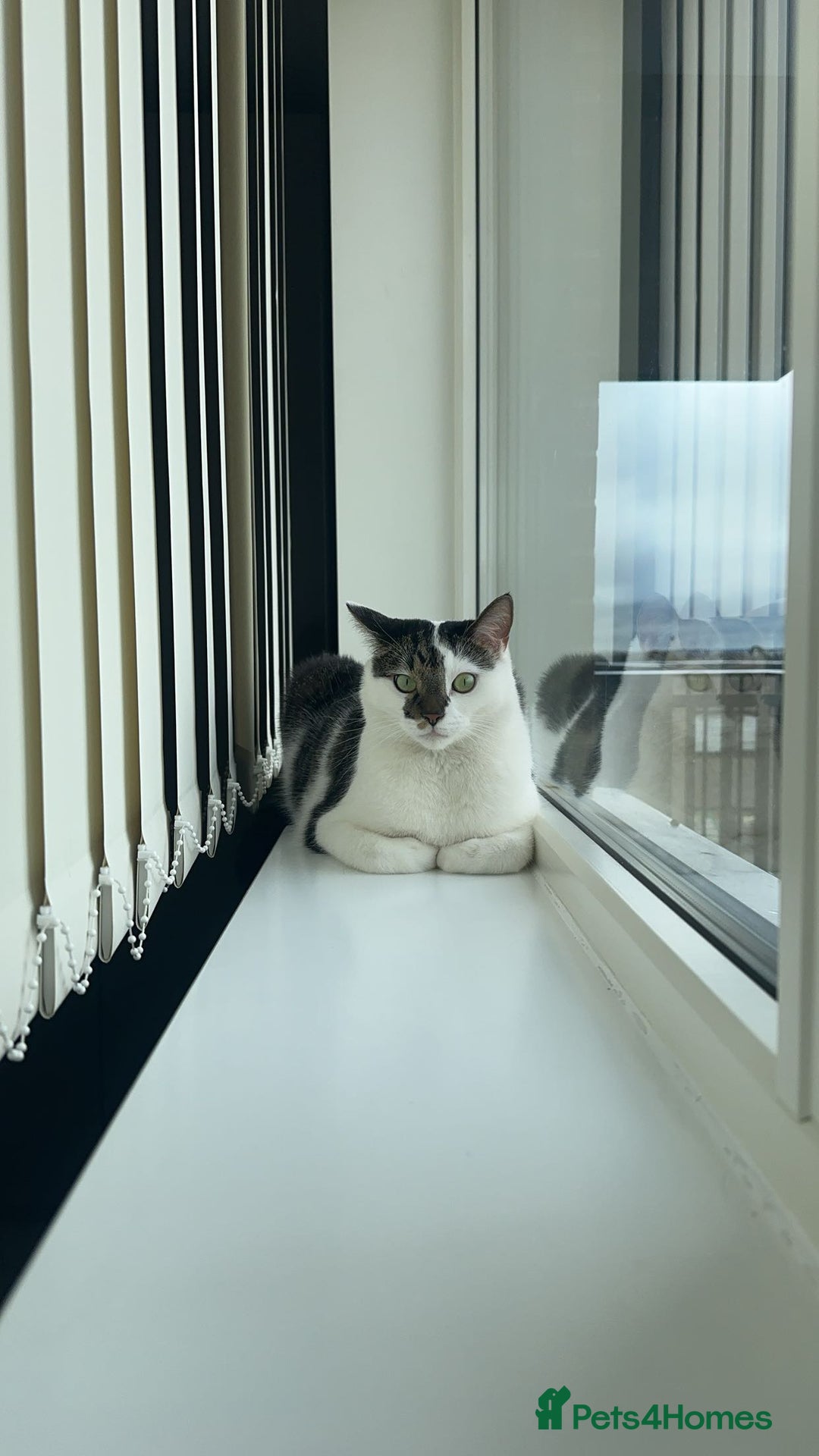 Domestic Shorthair cats for sale: Nala (5) & Kiara (1) - Advert 11