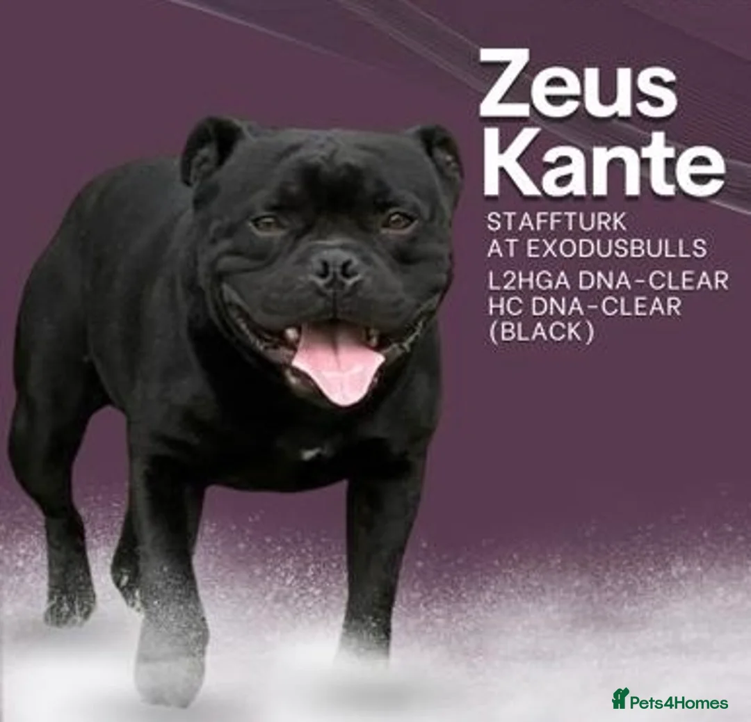 Staffordshire Bull Terrier dogs for sale: KC Champion Blue Staffordshire bull terrier - Advert 5