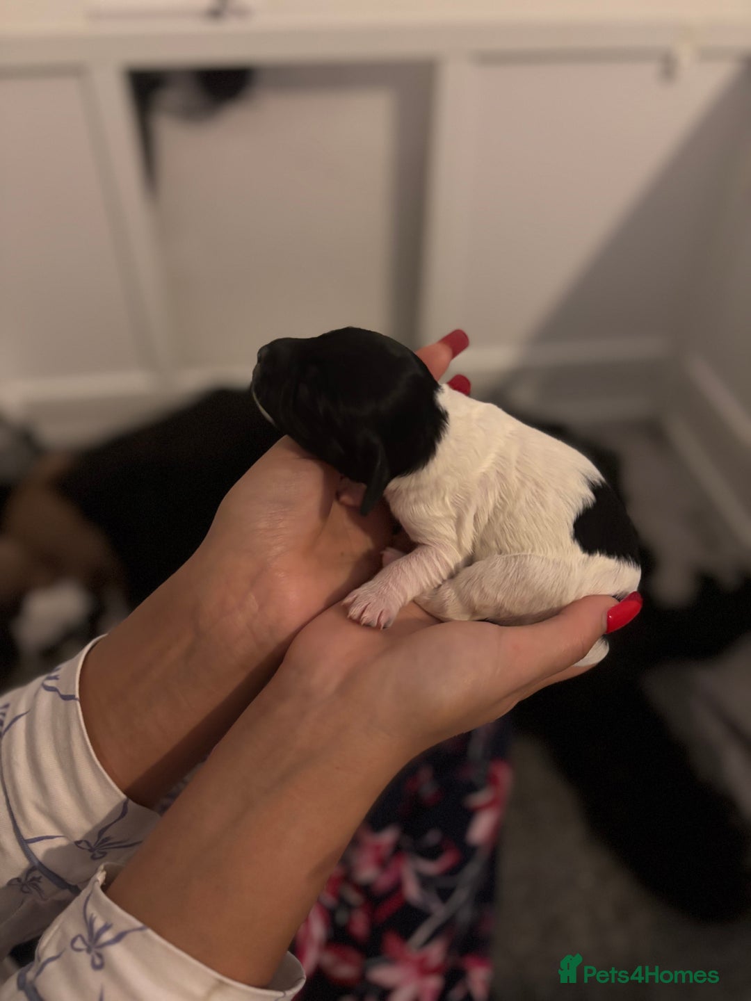 Cockapoo dogs for sale: Cockapoos puppies for sale *ready 19th feb* - Advert 28