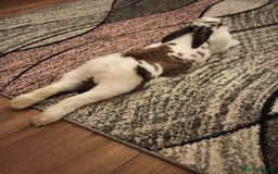 English rabbits for sale: Bella - Image 2