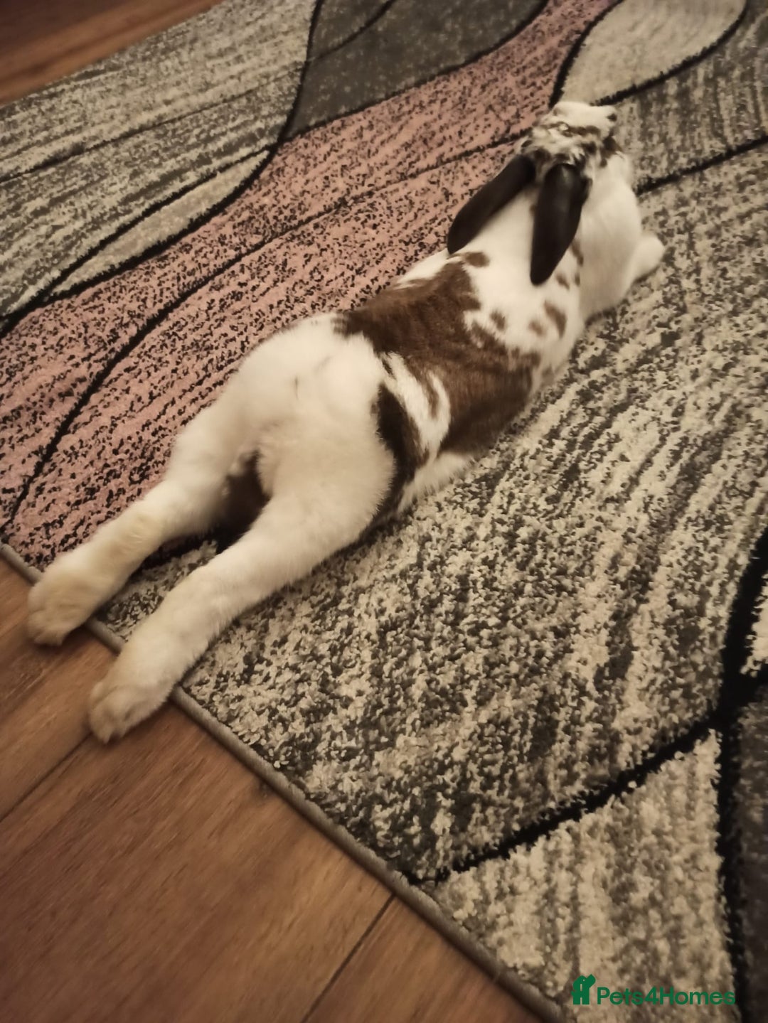 English rabbits for sale: Bella - Image 2
