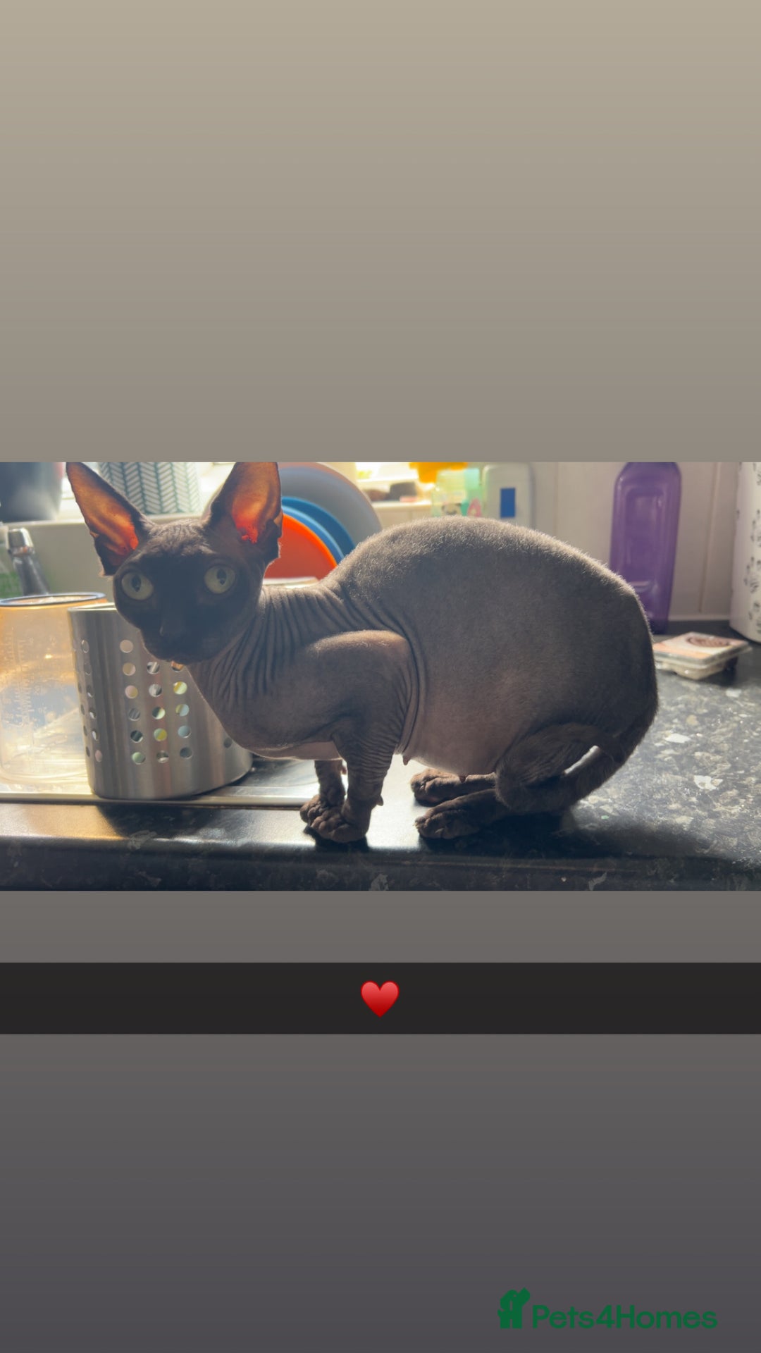 Sphynx cats for sale: Canadian Sphyx  - Advert 3