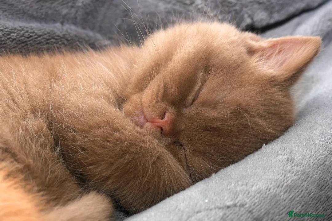 British Shorthair cats for sale: Cinnamon, Lilac & Ginger TICA Reg - Advert 16