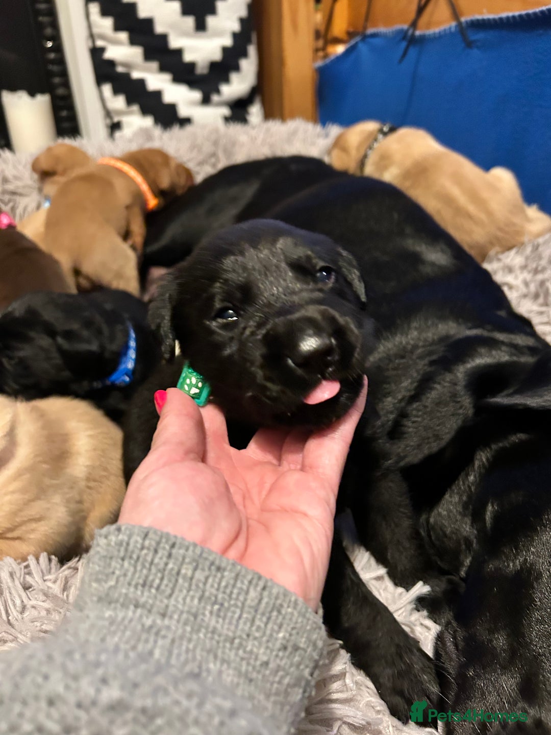 Labrador Retriever dogs for sale: Beautiful Labrador puppies 4 coats colour  - Image 12