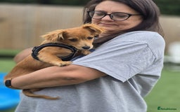 Mixed Breed dogs for adoption: Little (Tiny) Lady - Image 4
