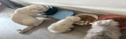 Scottish Fold cats for sale: Gorgeous Scottish fold kittens in London - Advert 14