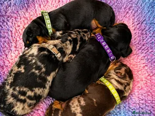 Miniature Dachshund dogs Miniature dashund for sale. - Advert 14