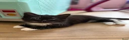 Domestic Shorthair cats for sale: Two beautiful girls  - Advert 2