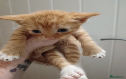 Mixed Breed cats for sale: 5 kittens  - Image 1