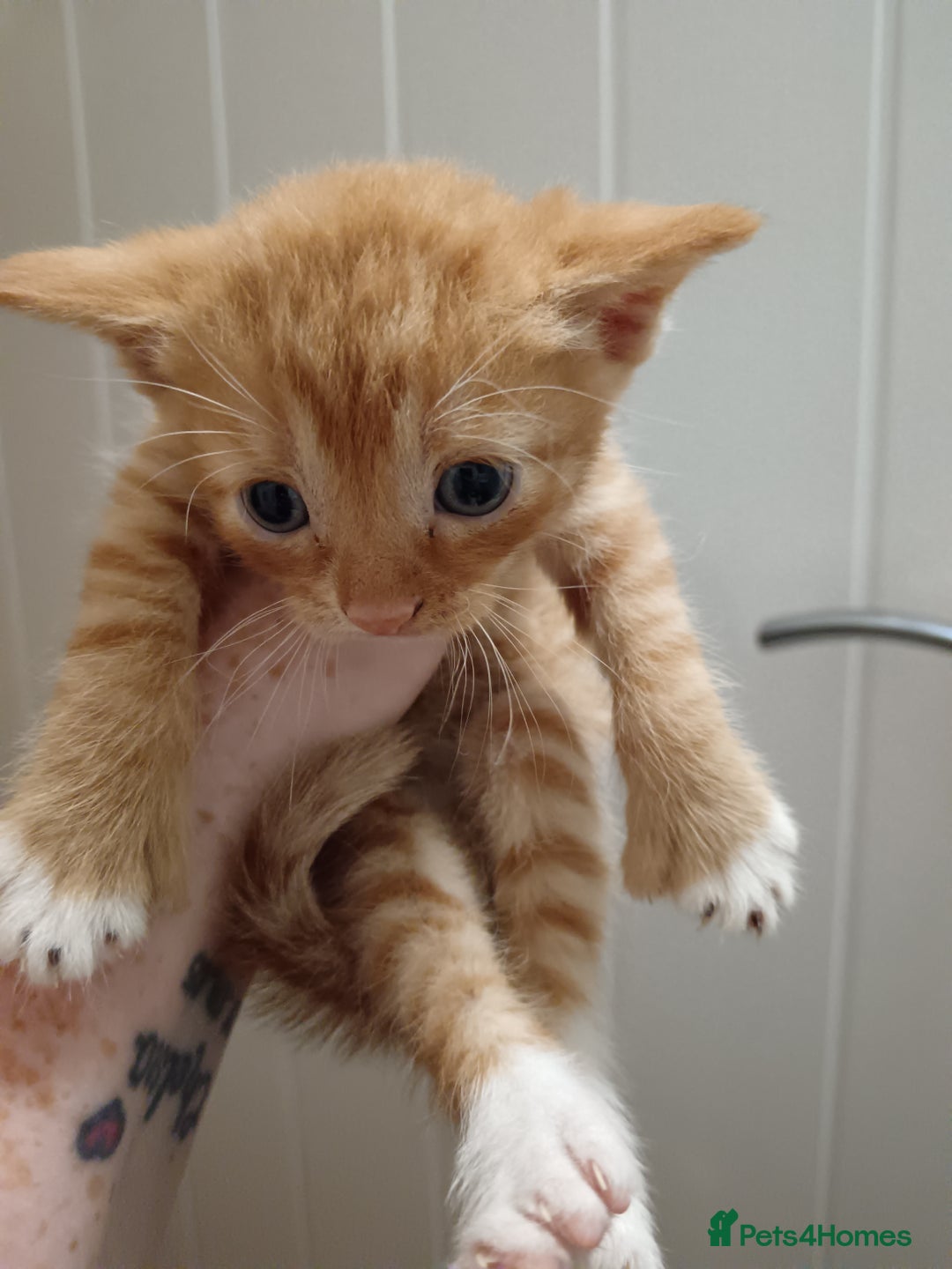 Mixed Breed cats for sale: 5 kittens  - Image 1