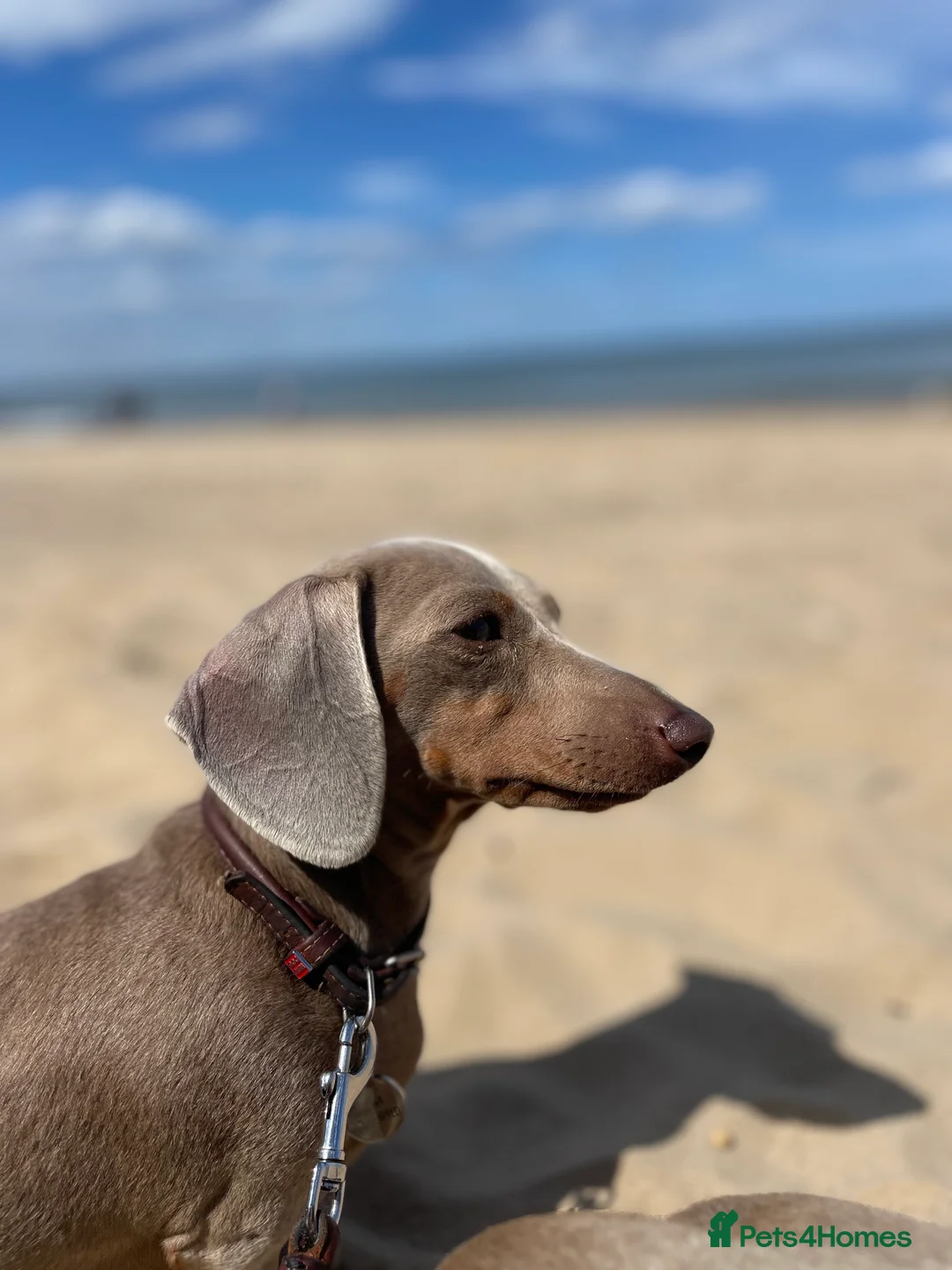 Miniature Dachshund dogs for sale: KC Miniature Female Isabella&Tan Dapple - Advert 3