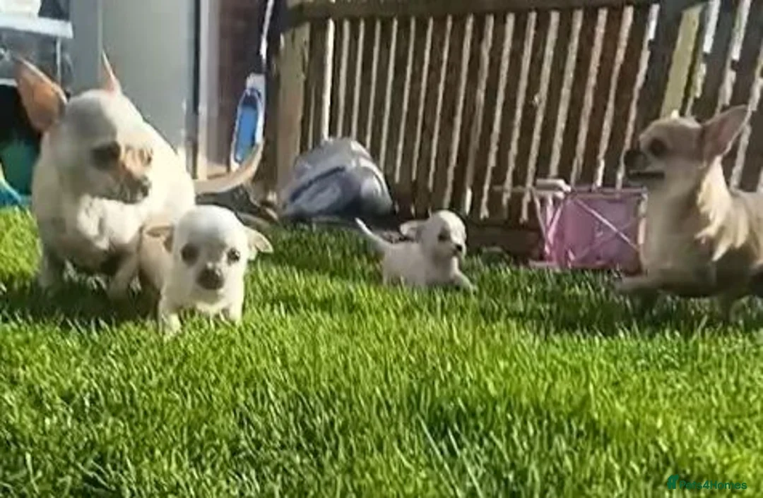Chihuahua dogs for sale: Miniature  **  Chihuahua (Applehead) in Whitley Bay - Advert 2