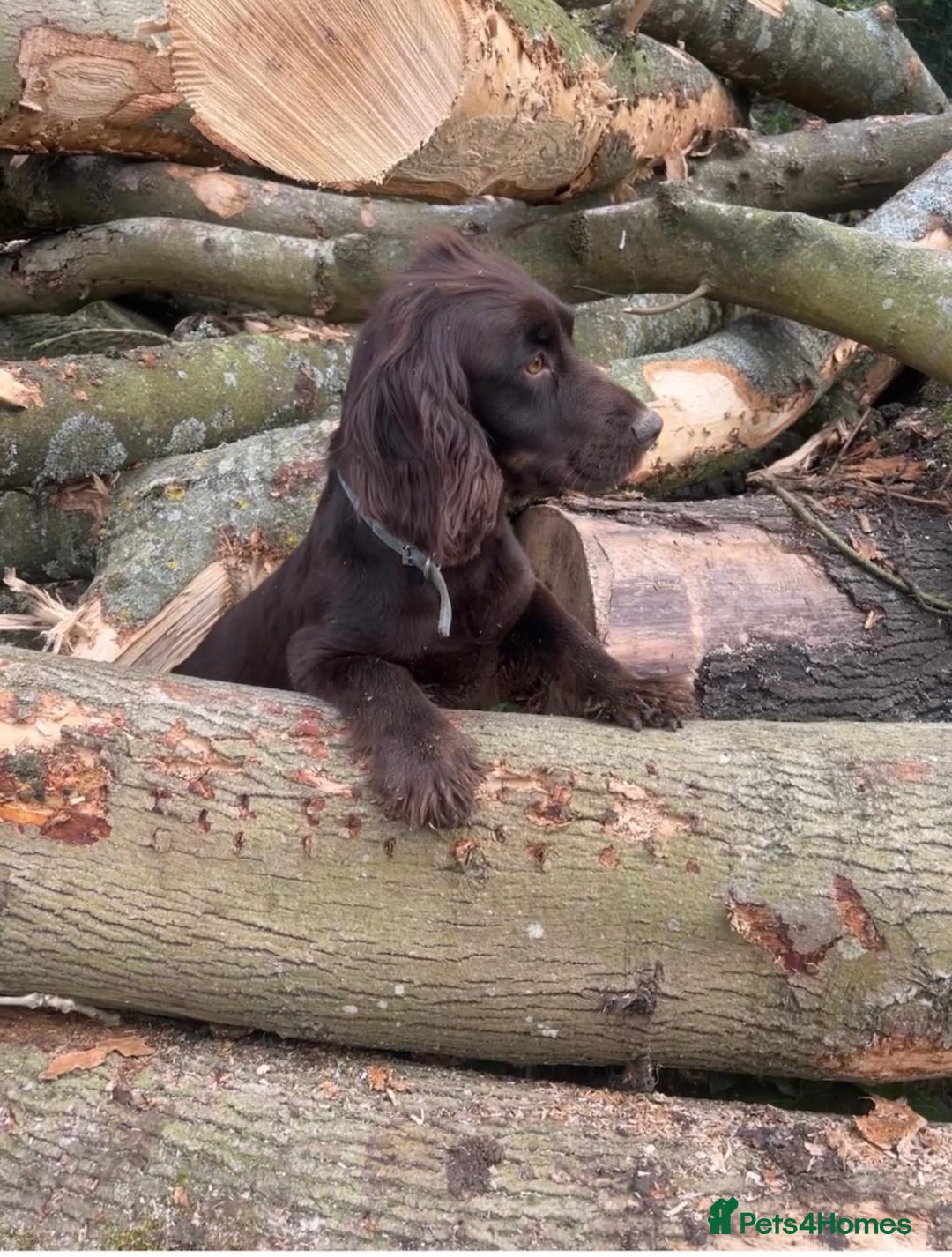 Cocker Spaniel dogs for sale: PURE CHOCOLATE WORKING COCKER SPANIELS  - Advert 6