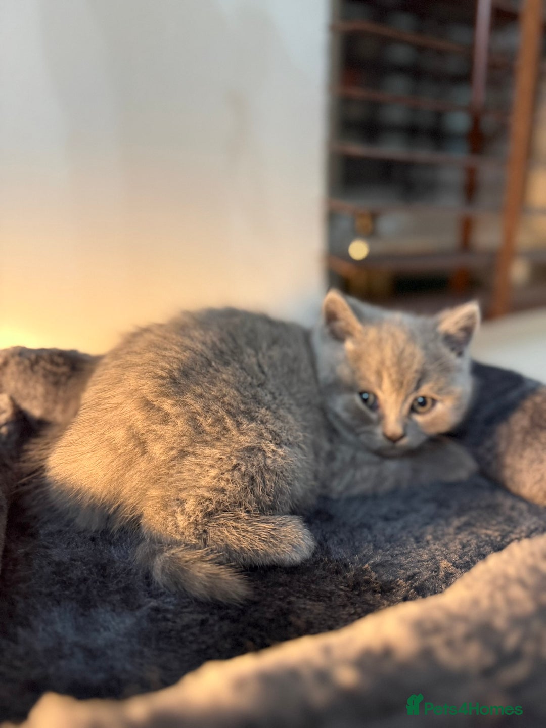 British Shorthair cats for sale: 🐾 British Shorthair × Scottish Straight Kittens - Advert 20