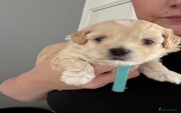 Maltipoo dogs for sale: Beautiful Male Maltipoo F1 Pups - Image 25