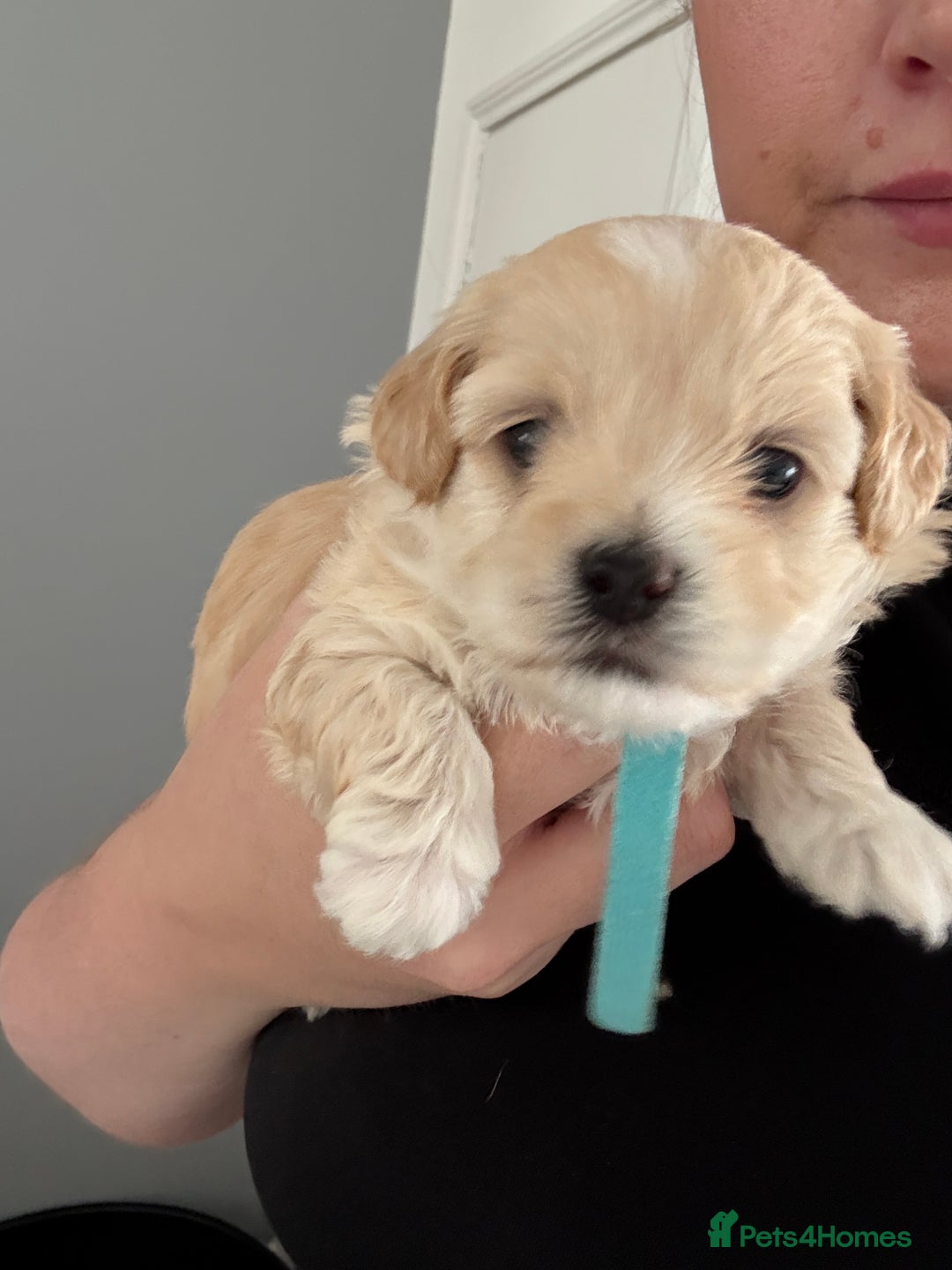Maltipoo dogs for sale: Beautiful Male Maltipoo F1 Pups - Image 25