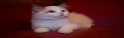 Ragdoll cats for sale: TICA championship Ragdoll Kittens  - Advert 10
