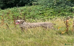 Weimaraner dogs for sale: Quality Weimaraner Puppies - Image 20