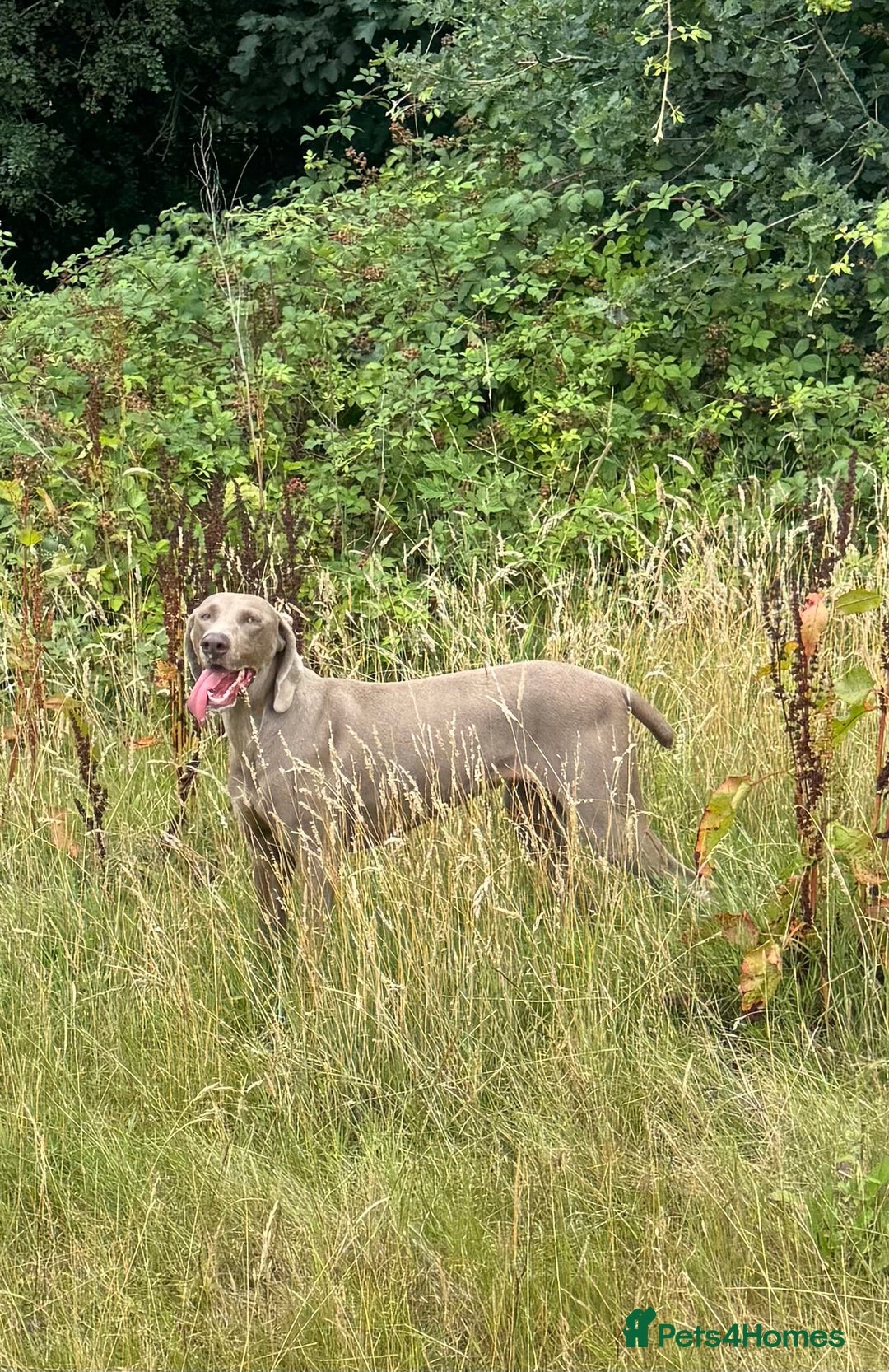 Weimaraner dogs for sale: Quality Weimaraner Puppies - Image 20