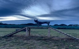 Thai Ridgeback dogs for sale: 12 month old Thai Ridgeback  - Image 1