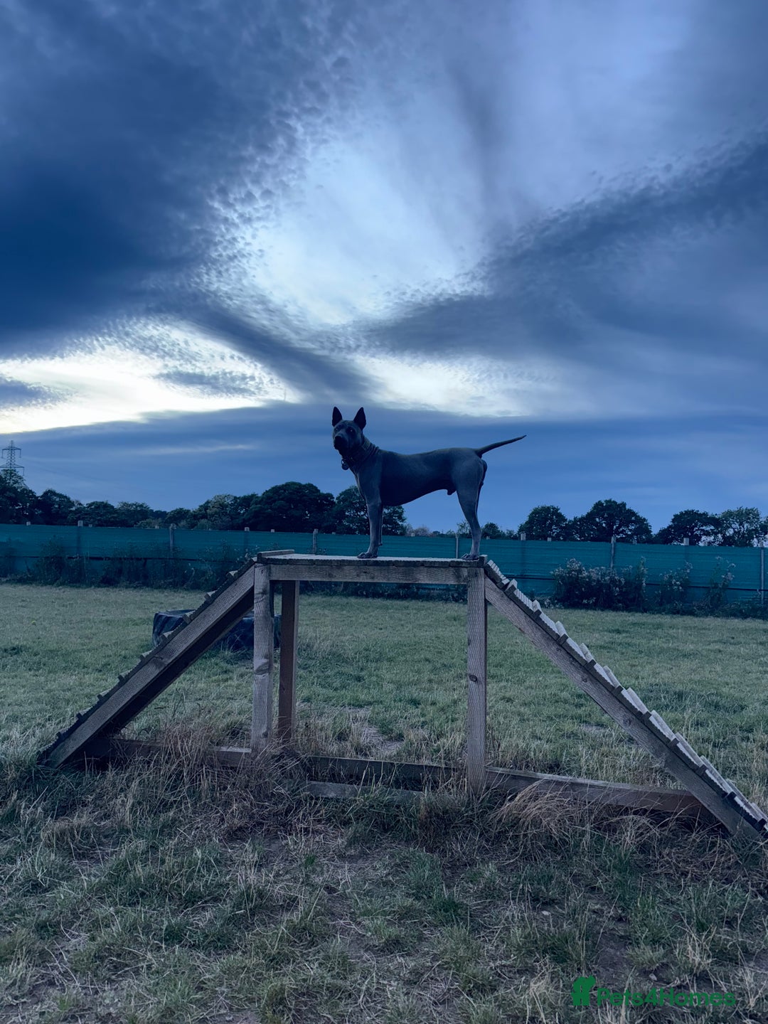 Thai Ridgeback dogs for sale: 12 month old Thai Ridgeback  - Image 1