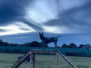 Thai Ridgeback dogs - Advert 1