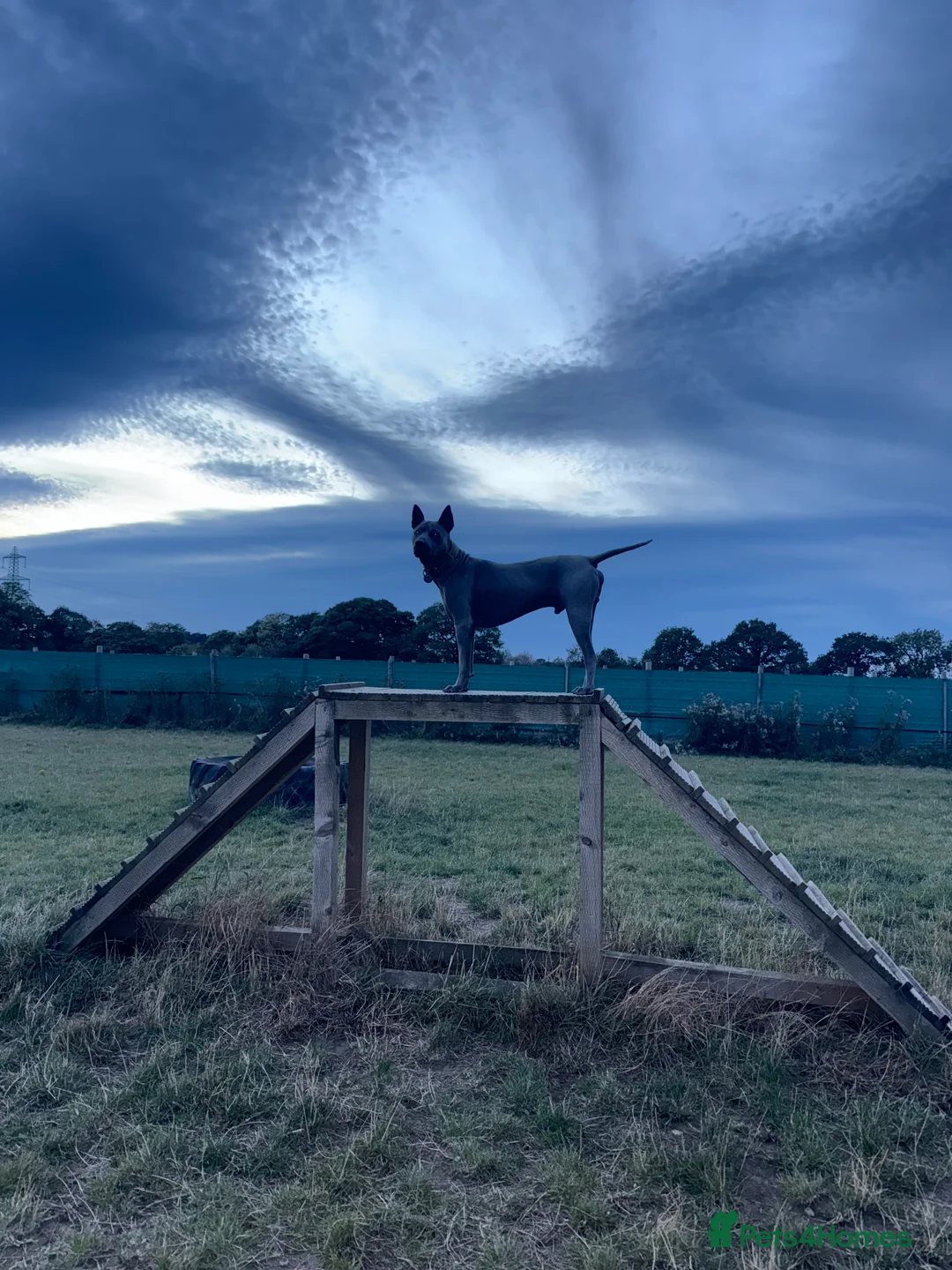 Thai Ridgeback dogs for sale: 16 month old Thai Ridgeback  - Advert 1