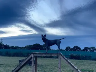 Thai Ridgeback dogs 14 month old Thai Ridgeback - Advert 2