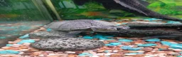 Turtle reptiles for sale: 3 x Musk turtles - Advert 2