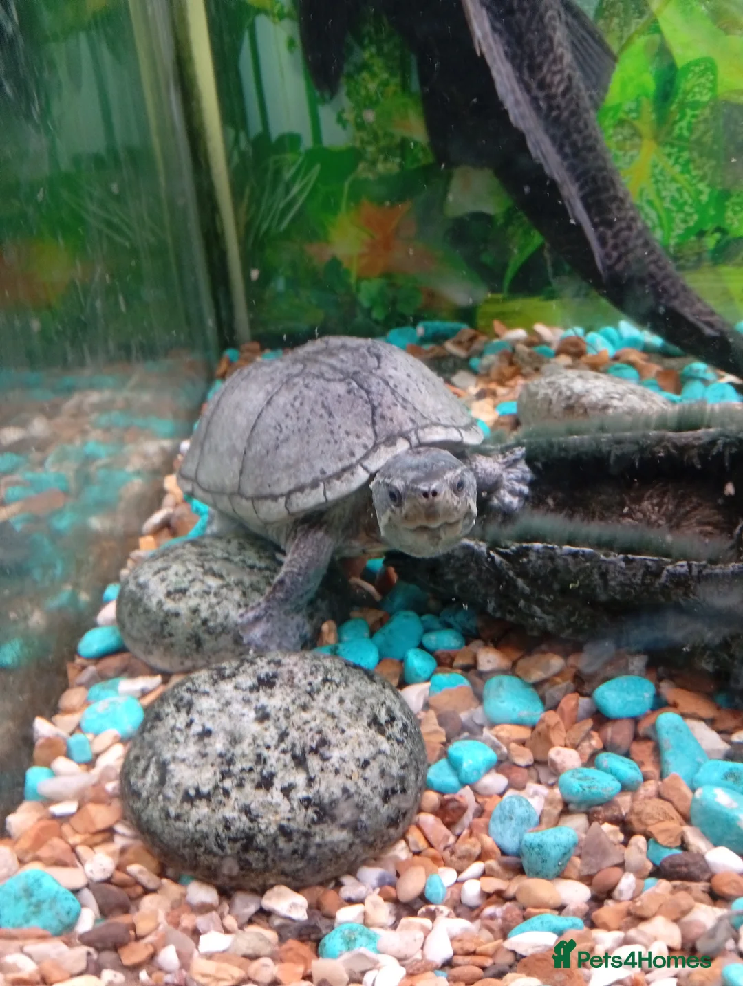 Turtle reptiles for sale: 3 x Musk turtles - Advert 2