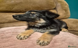 German Shepherd dogs for sale: Ready Now-KC, health Tested German Shepherd Pups - Image 12