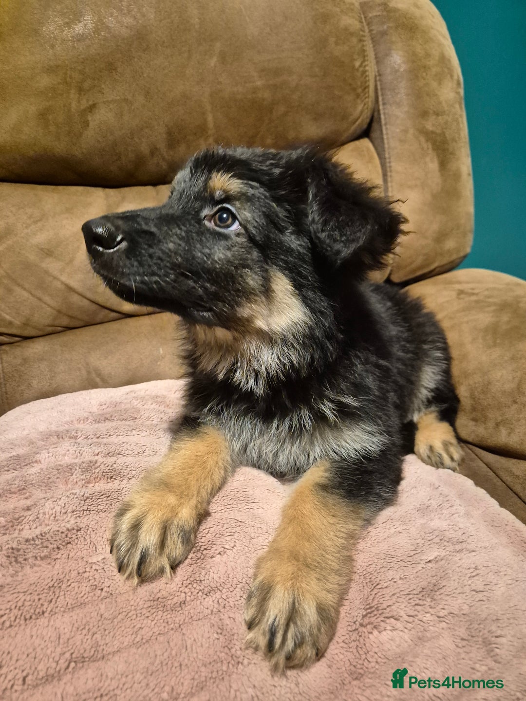German Shepherd dogs for sale: Ready Now-KC, health Tested German Shepherd Pups - Image 12