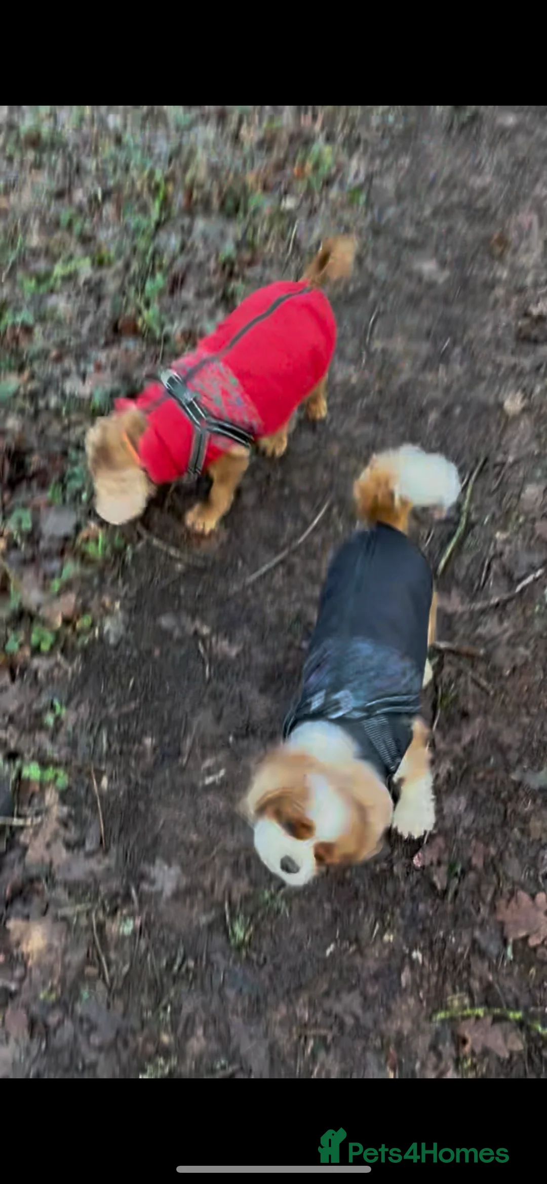 Cavalier King Charles Spaniel dogs for sale: 3 adult cavaliers (speyed)1 boy 2 girls  - Advert 11