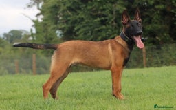 Belgian Shepherd Dog dogs for sale: Belgian Malinois  in Dromore - Image 1