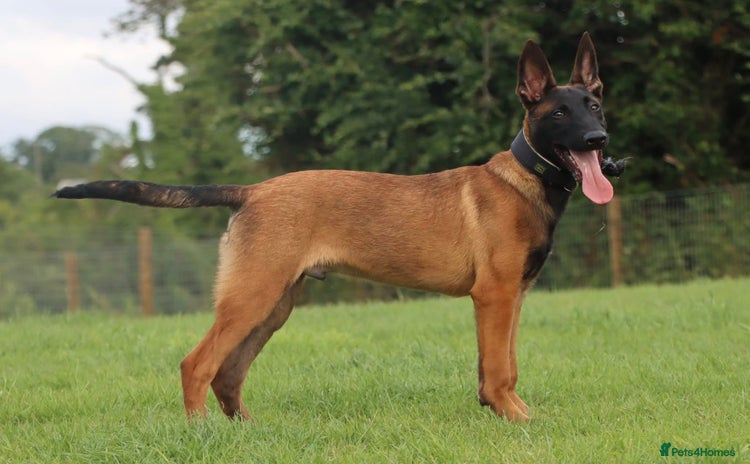 Belgian Shepherd Dog dogs in Dromore - Advert 1