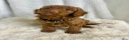 Goldendoodle dogs for sale: Top quality, health tested multiGen Double Doodles - Advert 15