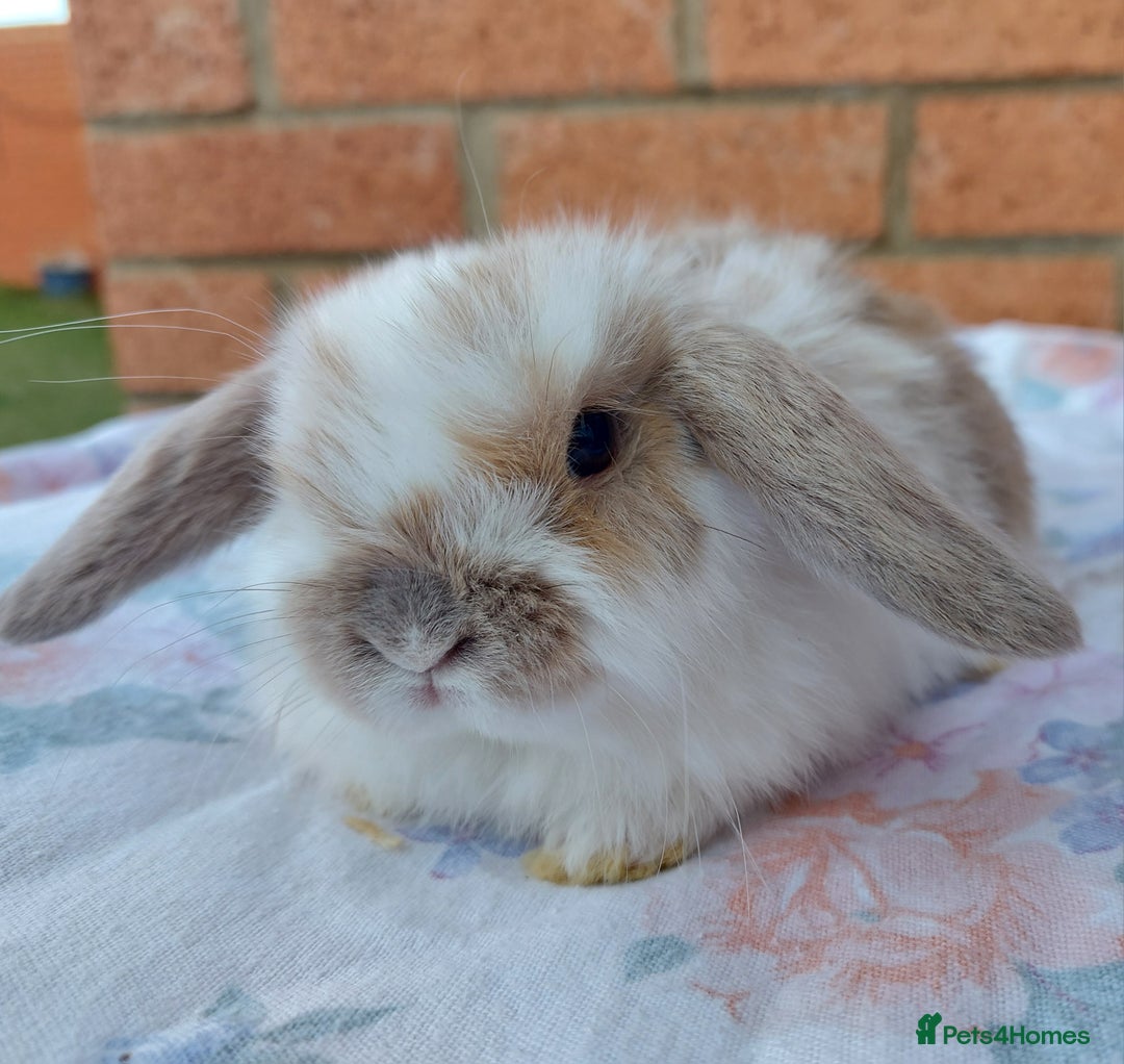 Mini Lop rabbits for sale: ☆Mini Lop Babies & Two Adult Does☆ - Advert 2