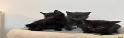 Russian Blue cats for sale: Russian Blue Kittens  in Norwich - Advert 6